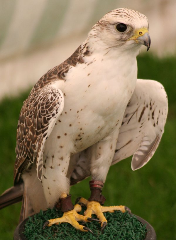 BirdofPrey5