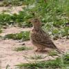 Skylark