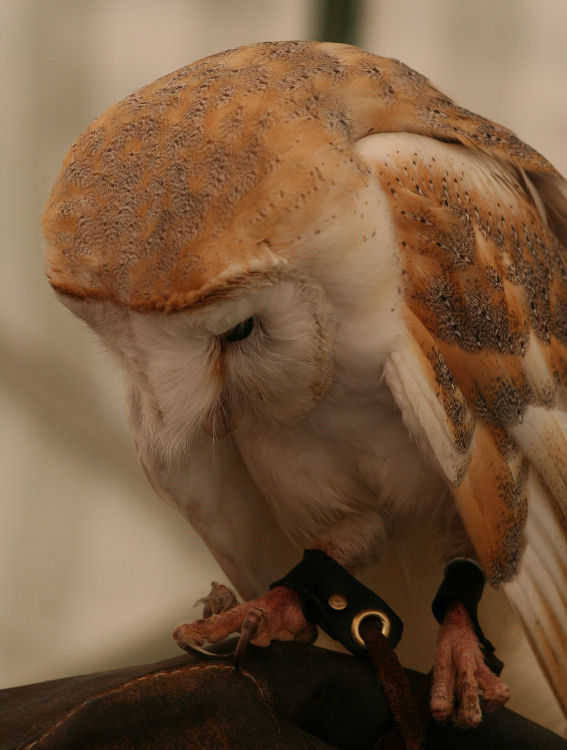 BarnOwl1