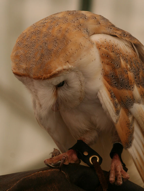 BarnOwl1