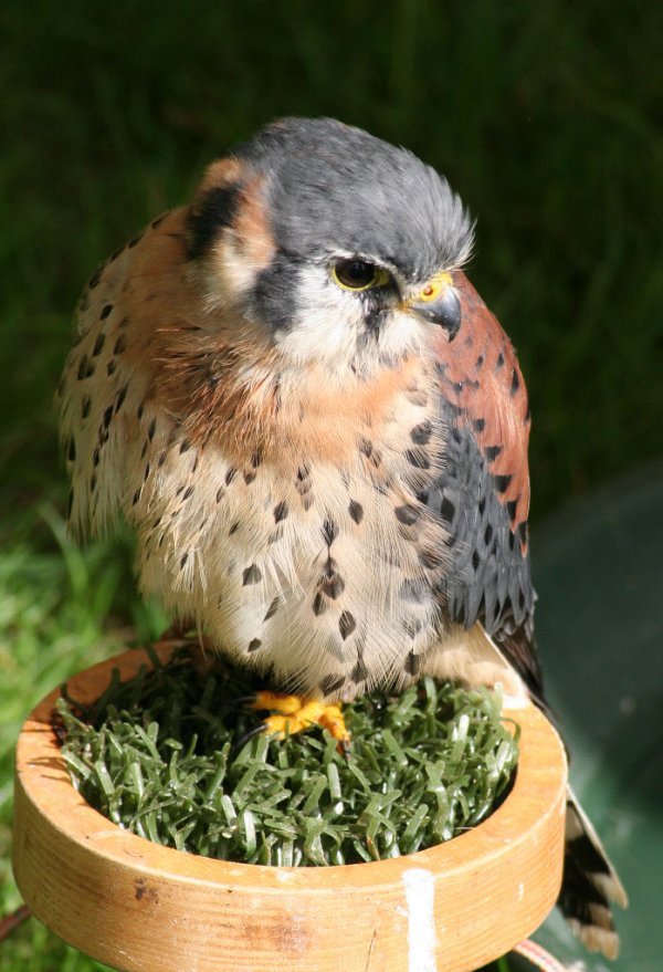 AmericanKestral