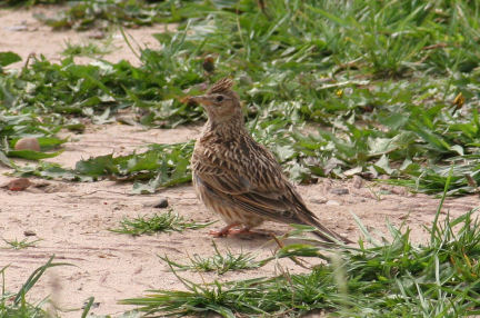 Skylark