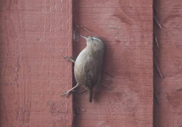 Wren1