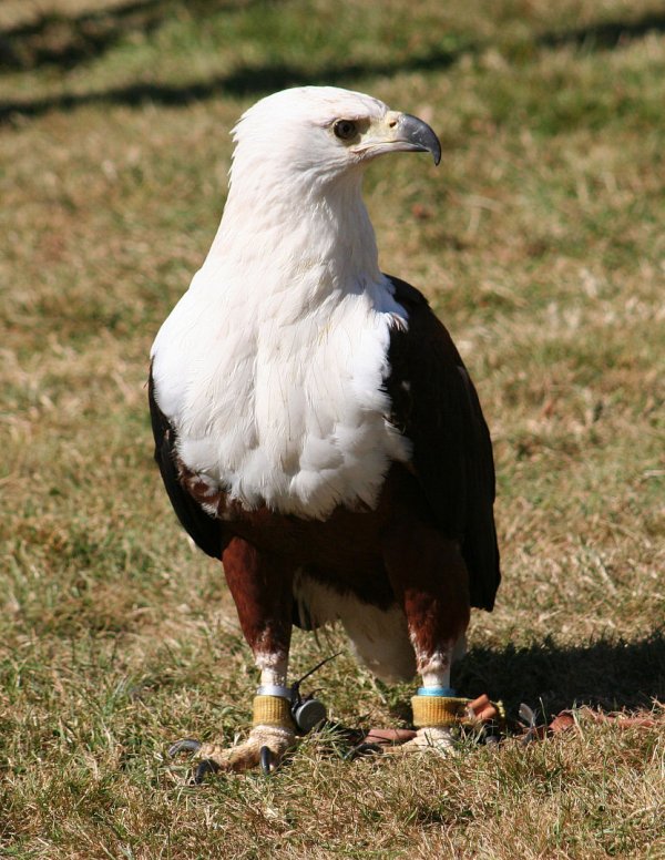 Eagle1