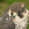 BirdofPrey7