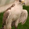 BirdofPrey5