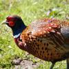 Pheasant