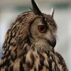 EagleOwl1