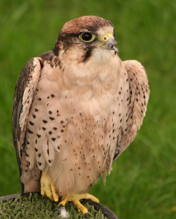 Kestral1