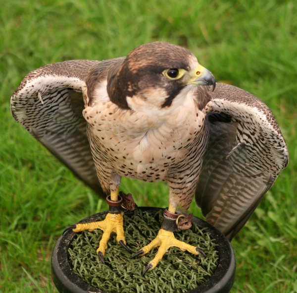 Birdofprey8