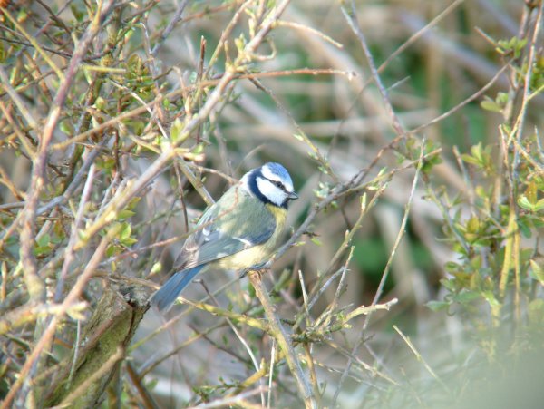 Bluetit1