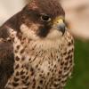 Kestral2