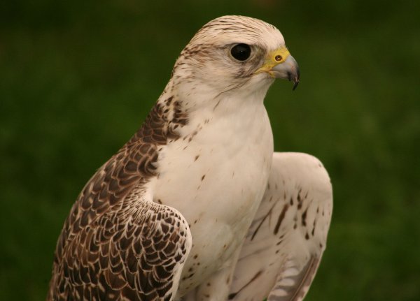 BirdofPrey6