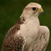 BirdofPrey6