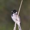 ReedBunting22010