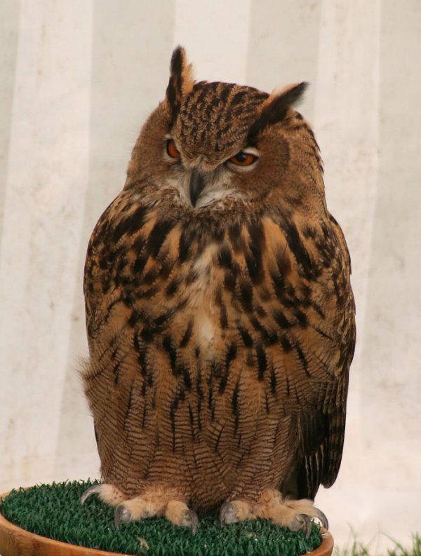 Owl3