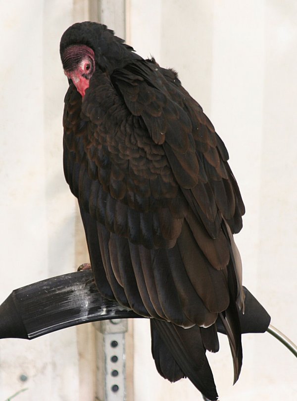 Vulture1