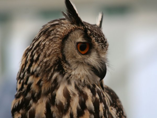 EagleOwl1