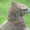 BirdofPrey1