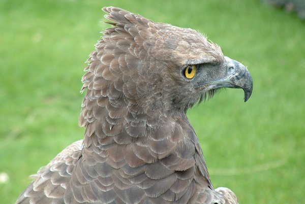 BirdofPrey1