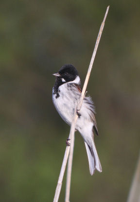 ReedBunting22010