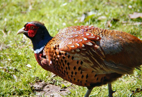 Pheasant