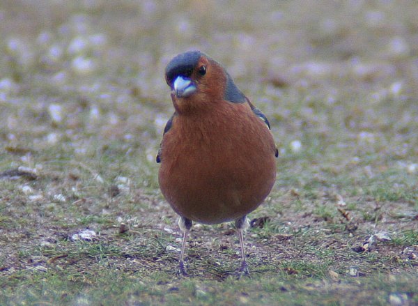 MaleChaffinch1