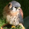 AmericanKestral