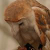 BarnOwl1