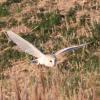 Carlton Marshes 28-03-19