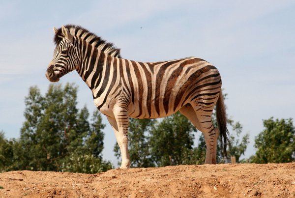 Zebra1