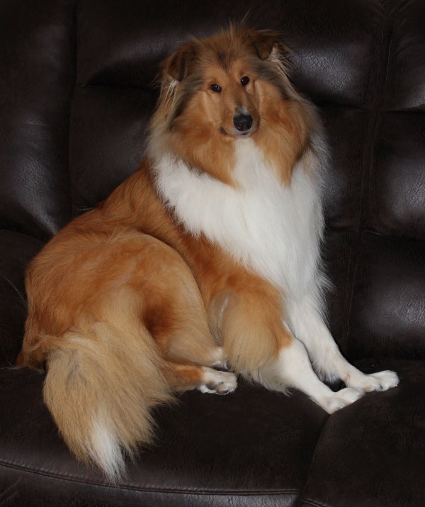 PoshDarceyonSofa3