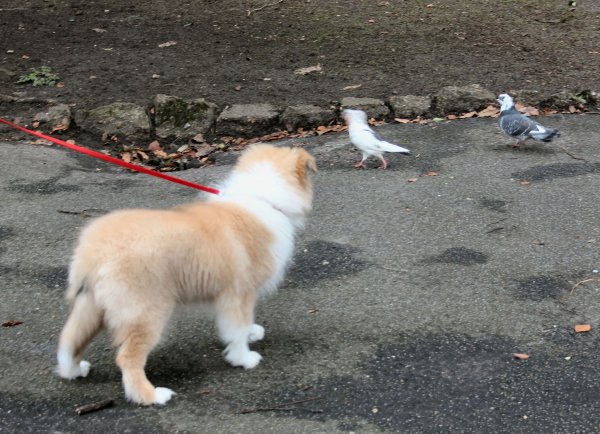 Boxingdayintheparkwiththepigeons