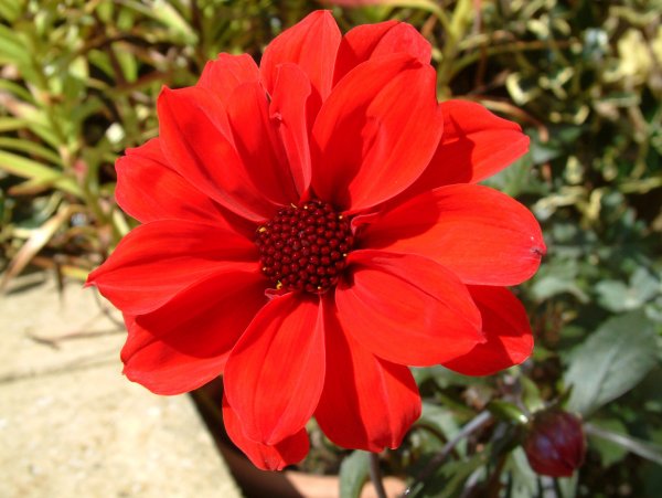 Dahlia5