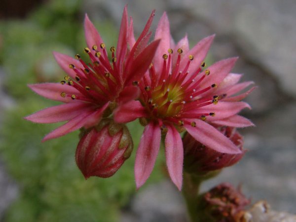 PinkSpikeyRockeryFlower1