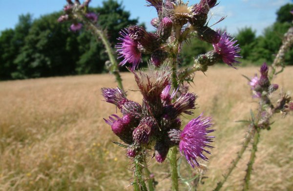 GiantThistle1