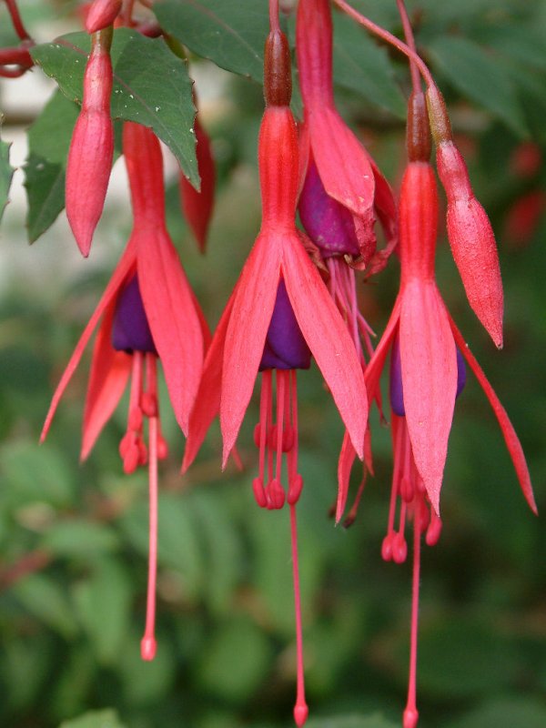 Fushia4