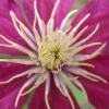 Clematis3