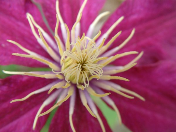 Clematis3