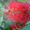 BottleBrush