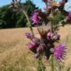 GiantThistle1