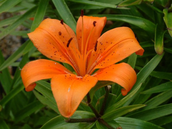 OrangeTigerLilly1