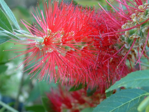 BottleBrush