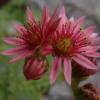 PinkSpikeyRockeryFlower1