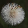 Dandelioninseed