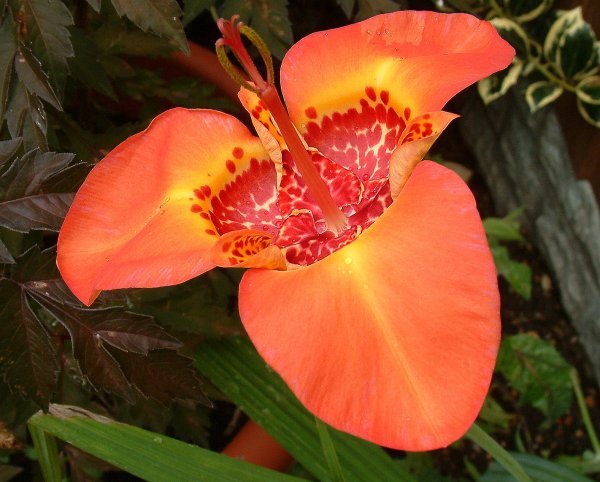 OrangeIris1