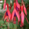 Fushia4