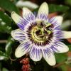 PassionFlower2