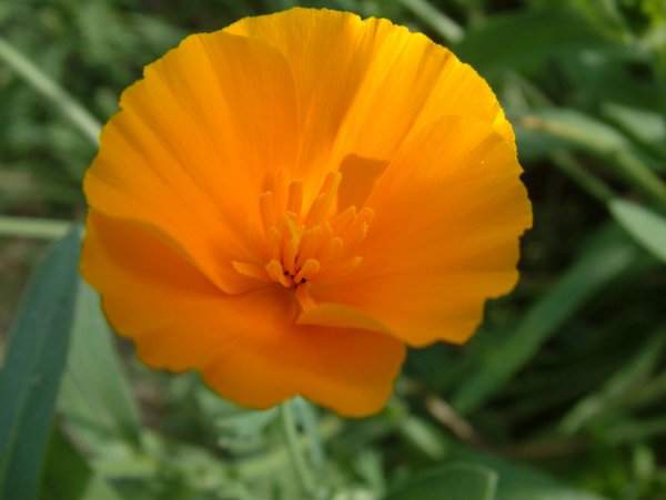 calendula1