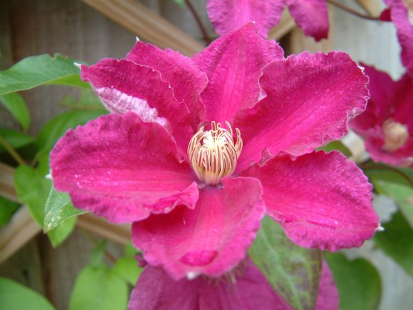 Clematis1